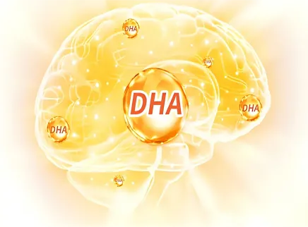 [뇌 건강 성분 시리즈 5] 도코사헥사엔산(DHA): 뇌를 만드는 데 있어 "신경 금"입니다